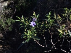 Prostanthera caerulea