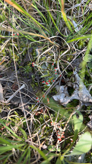 Cladonia cristatella