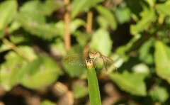 Diplacodes haematodes