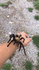 Theraphosinae