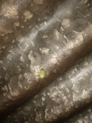 Urolabida