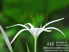 Hymenocallis littoralis