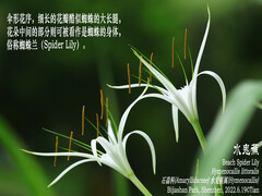 Hymenocallis littoralis