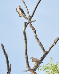 Accipiter badius