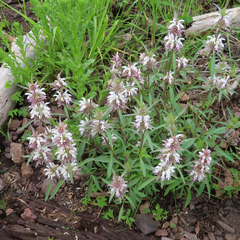 Monarda pectinata