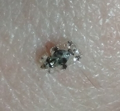 Corythucha marmorata