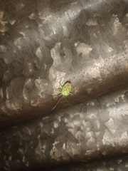 Urolabida