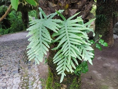 Polypodioideae