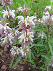 Monarda pectinata