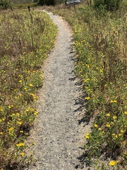 Grindelia integrifolia