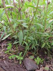 Monarda pectinata