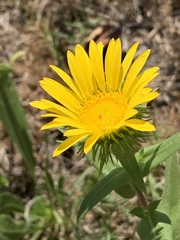 Grindelia integrifolia