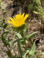 Grindelia integrifolia