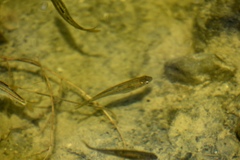 Hesperoleucus symmetricus