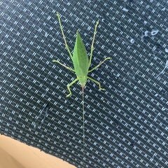 Pterophylla camellifolia