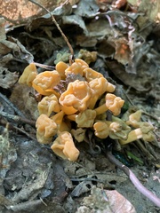 Leotia lubrica
