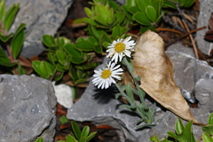 Erigeron caespitosus