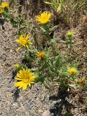 Grindelia integrifolia