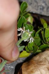 Erigeron caespitosus