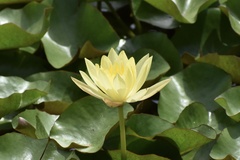 Nymphaea mexicana