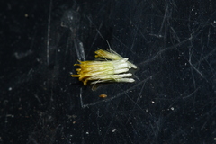 Erigeron caespitosus