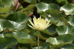 Nymphaea mexicana