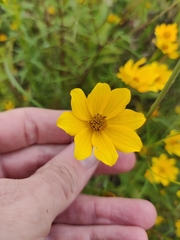 Bidens trichosperma