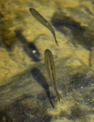 Hesperoleucus symmetricus