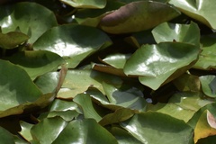 Nymphaea mexicana