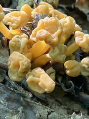 Leotia lubrica