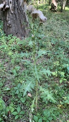 Cirsium vulgare