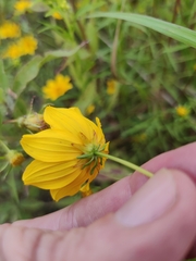 Bidens trichosperma