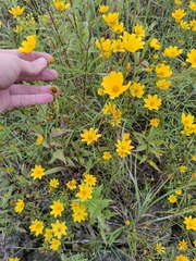 Bidens trichosperma