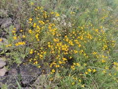 Bidens trichosperma