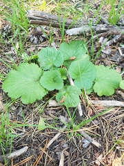 Geum macrophyllum
