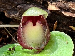 Corybas incurvus
