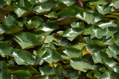 Nymphaea mexicana