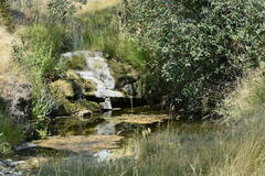 Hesperoleucus symmetricus