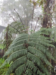 Cyatheales