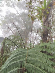 Cyatheales