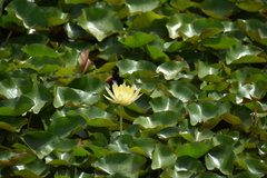 Nymphaea mexicana