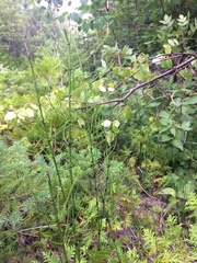 Equisetum fluviatile