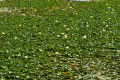 Nymphaea mexicana