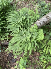 Adiantum pedatum