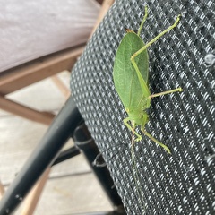 Pterophylla camellifolia