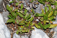 Dryas hookeriana