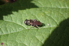 Eumerus