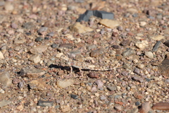 Phrynocephalus versicolor