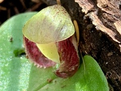 Corybas incurvus