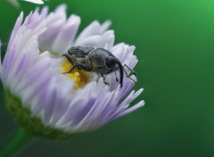 Odontocorynus salebrosus